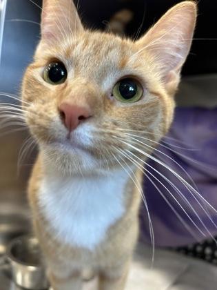 Creamsicle, a Adoptable mixed breed in Scotia, NY image 2/3