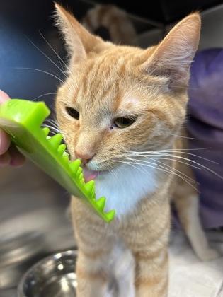 Creamsicle, a Adoptable mixed breed in Scotia, NY image 3/3