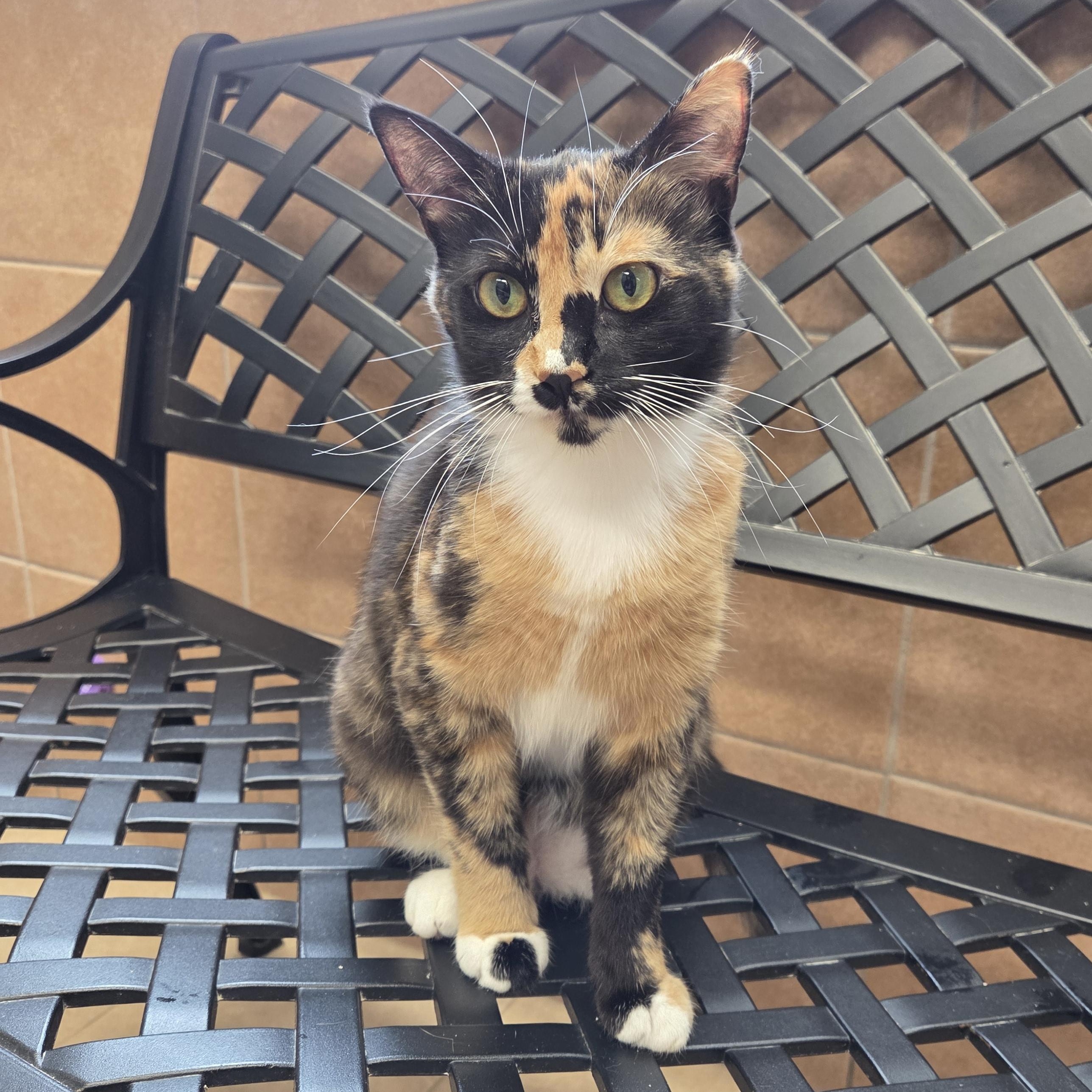 Klaus, ADOPTABLE, Young Female Domestic Short Hair.