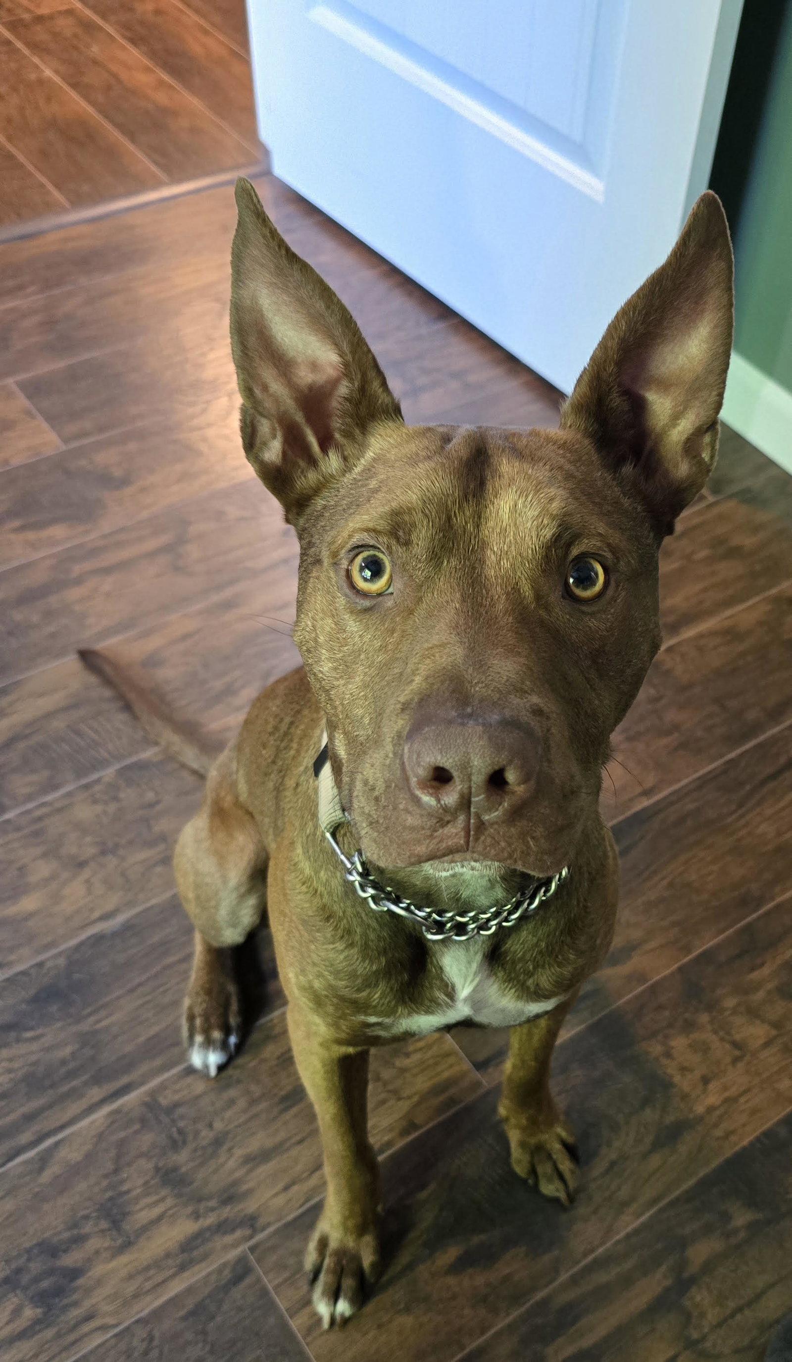 Enlarge Wick, a Adoptable Terrier in St. Louis, MO image 1/1