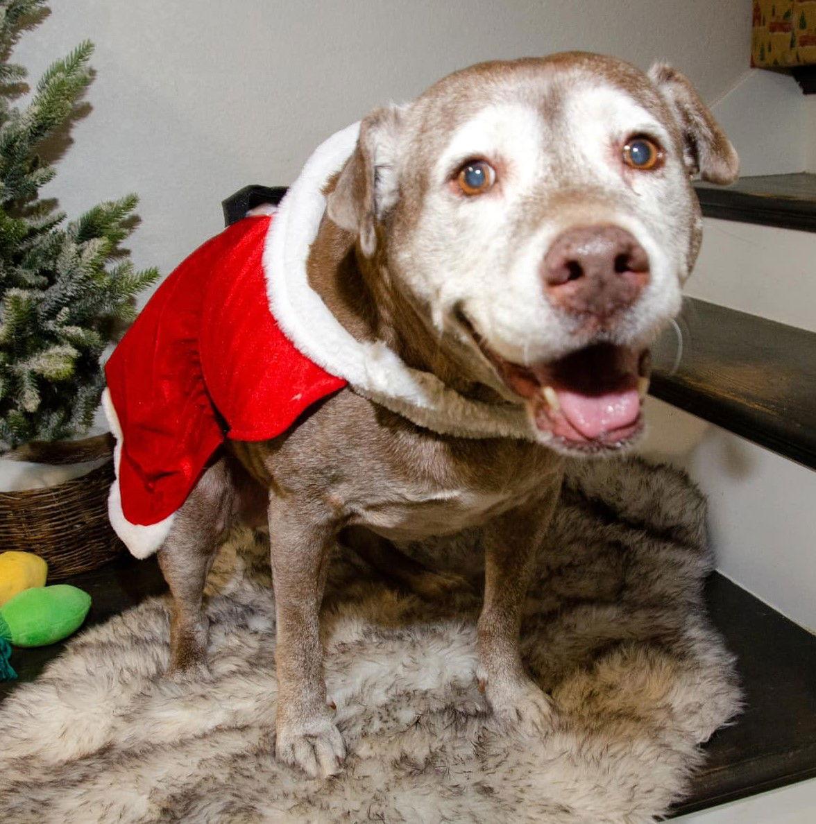 Coco, Adoptable, Senior Female Labrador Retriever.