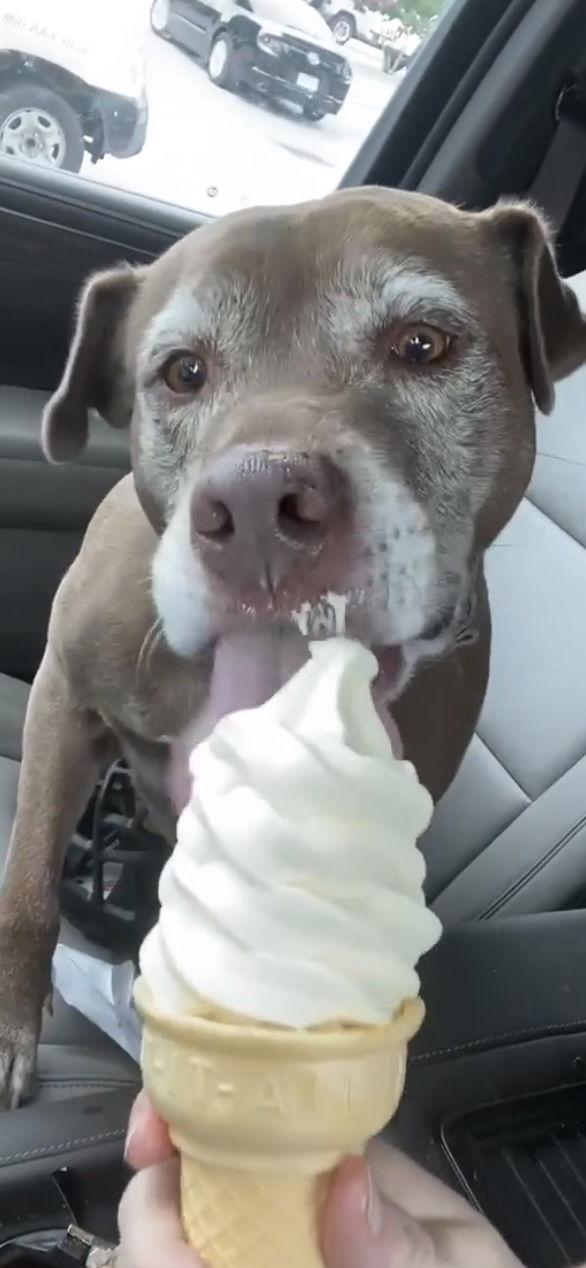 Coco, a Adoptable Labrador Retriever in Dallas, TX image 2/3