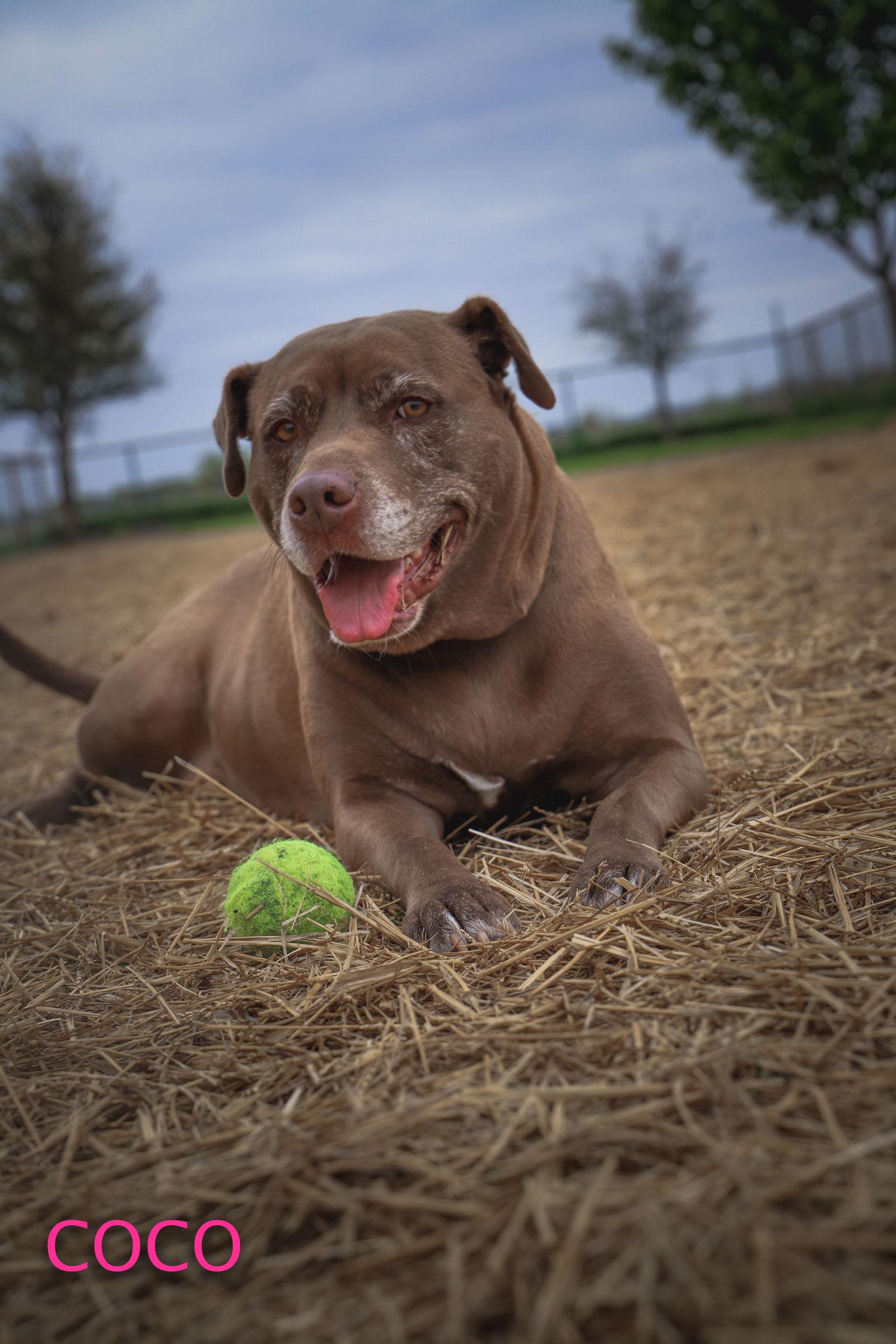 Coco, a Adoptable Labrador Retriever in Dallas, TX image 3/3