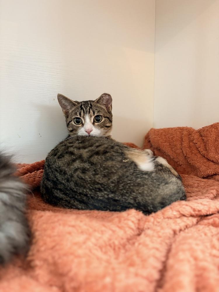 Kipper, Adoptable, Kitten Male Domestic Short Hair.