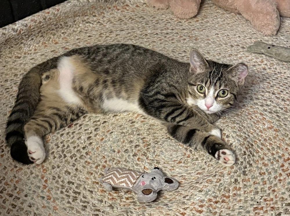 Enlarge Kipper, a Adoptable mixed breed in Lake Wylie, SC image 3/4