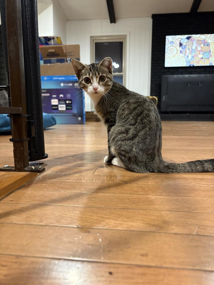 Enlarge Kipper, a Adoptable mixed breed in Lake Wylie, SC image 4/4