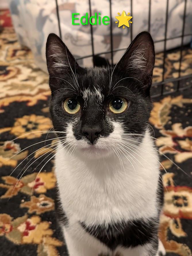 Eddie🐅, Adoptable, Young Male Domestic Short Hair.