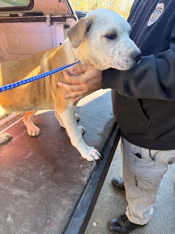 Enlarge Kittle, a Adoptable mixed breed in Campbellsville, KY image 1/1