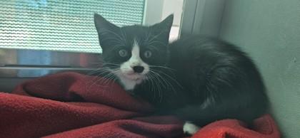Boots, a Adoptable mixed breed in Edgewood, NM image 2/2