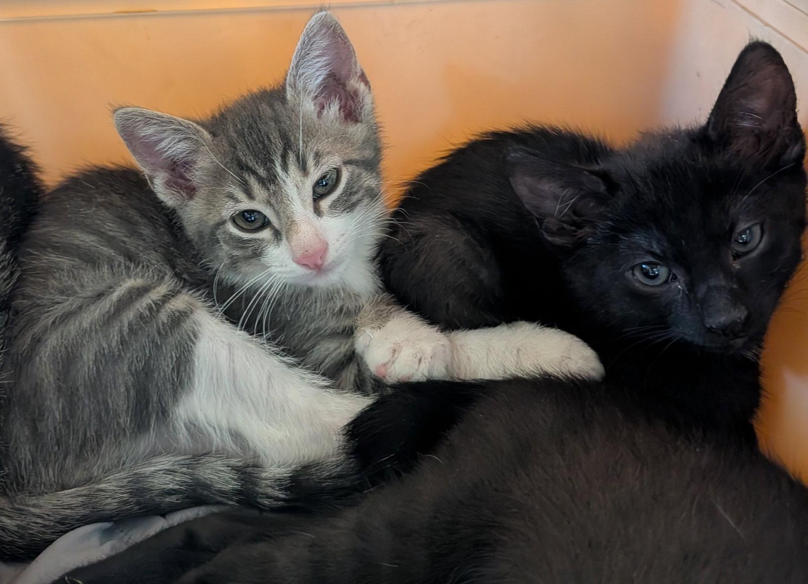 Rascal, Adopted, Kitten Male Domestic Short Hair & Tabby.