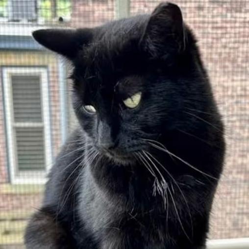 Enlarge Layla, a Adoptable Domestic Short Hair in Pittsburgh, PA image 2/3