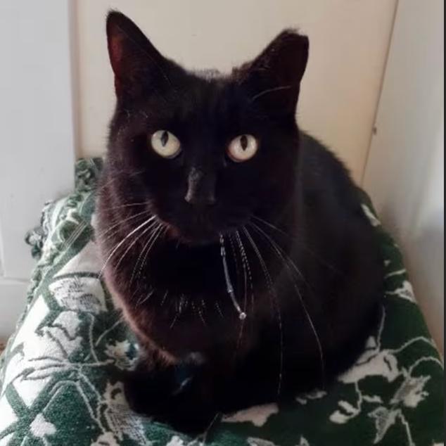 Enlarge Layla, a Adoptable Domestic Short Hair in Pittsburgh, PA image 3/3