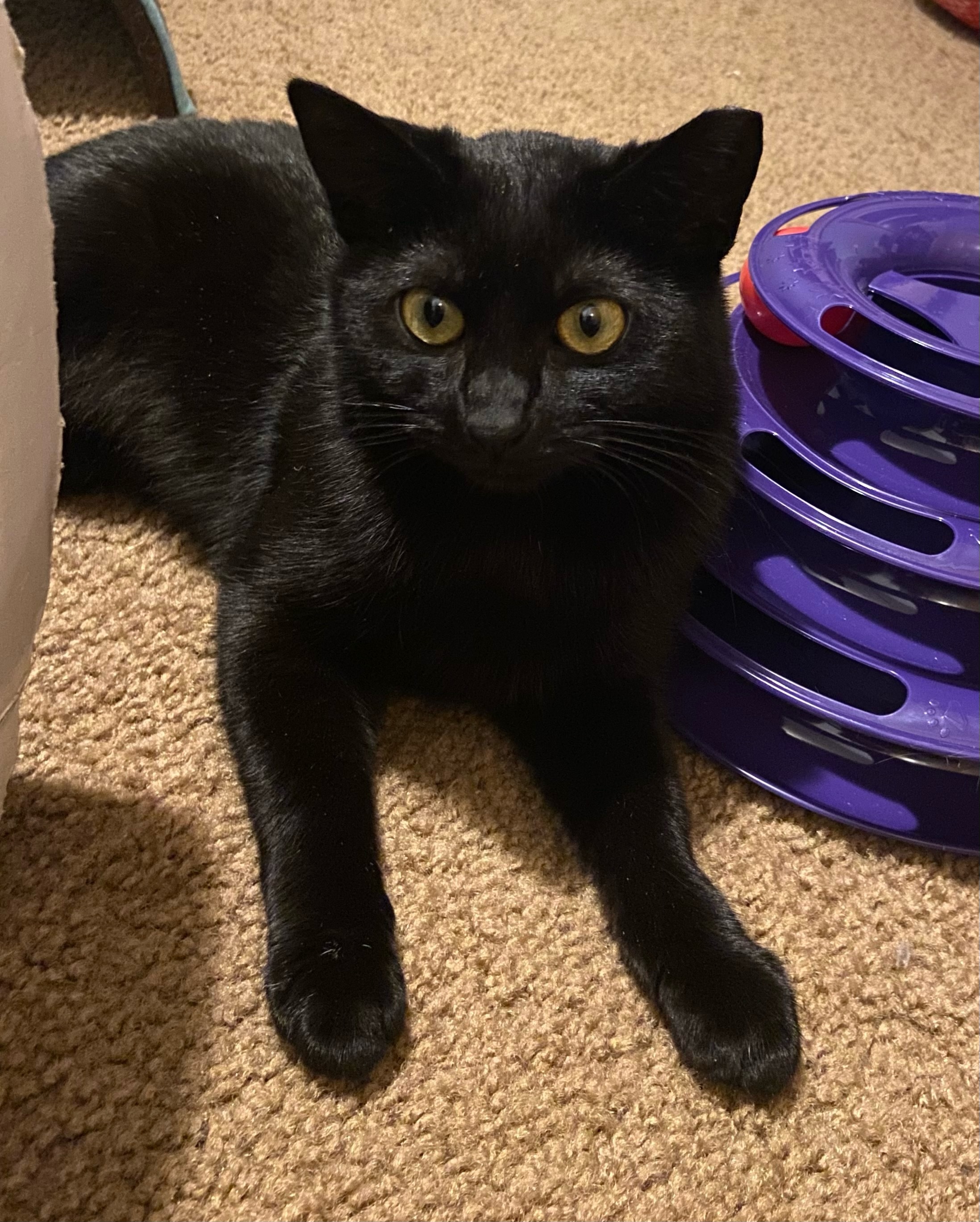 Enlarge Olive, a Adopted Domestic Short Hair in Saint Francis, MN image 1/1