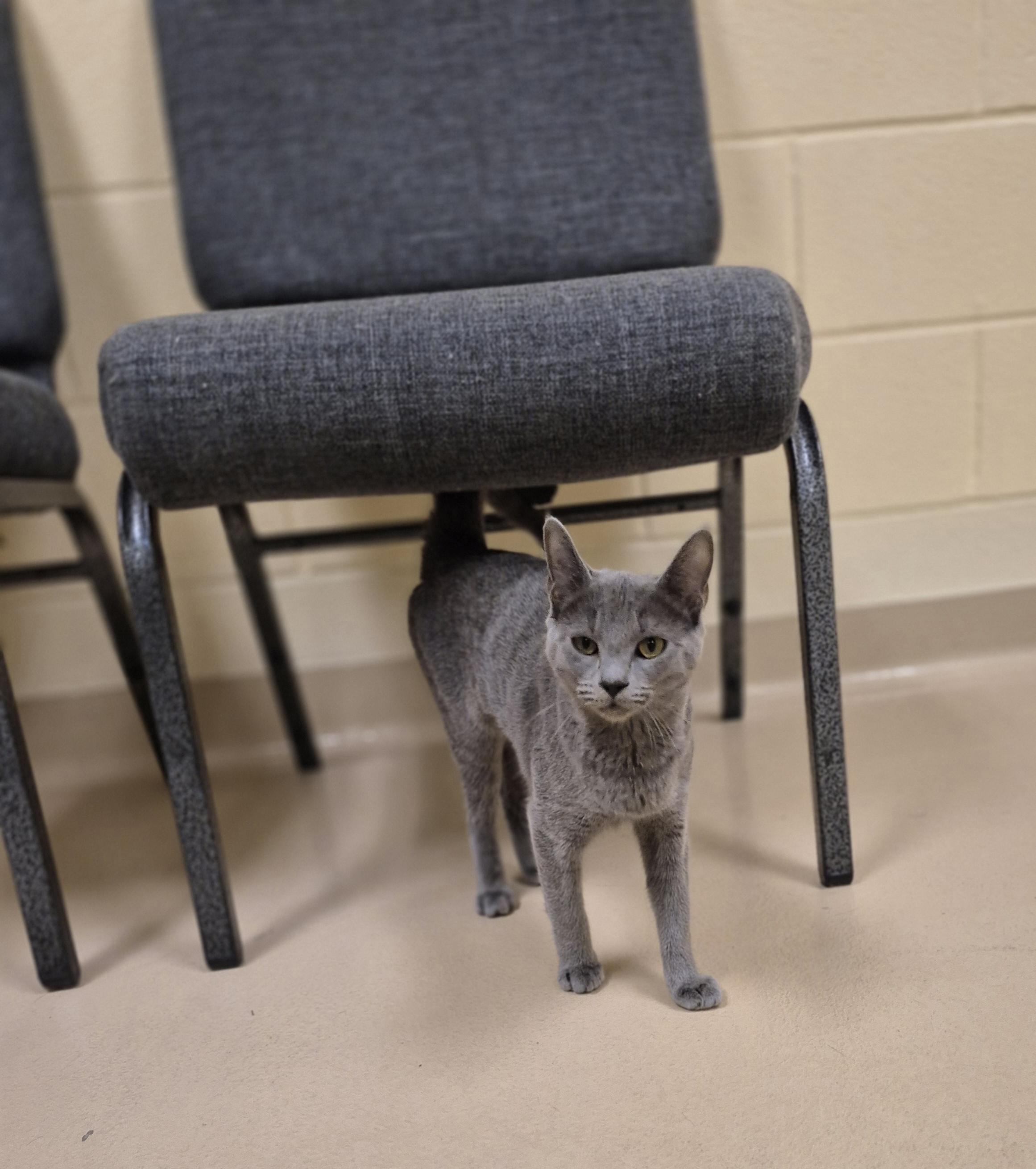 Enlarge Leylas, a ADOPTABLE Domestic Short Hair in Schertz, TX image 1/3