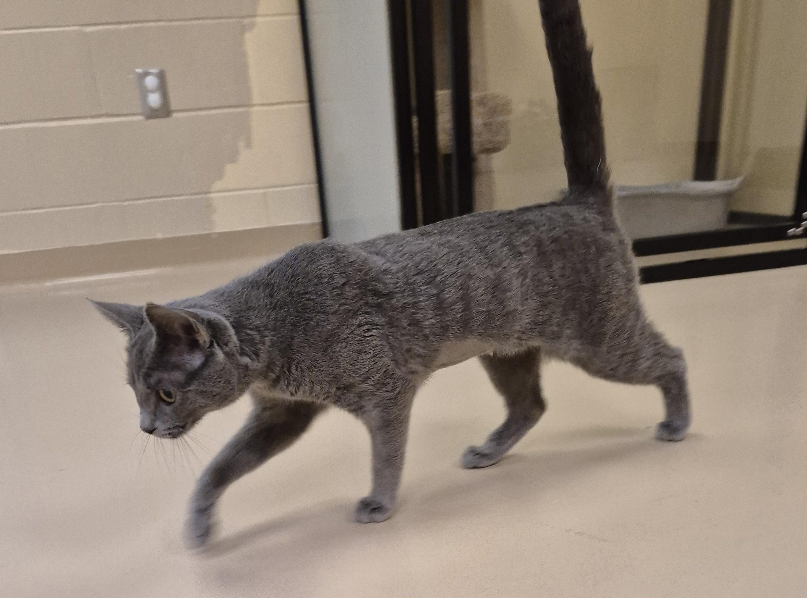 Enlarge Leylas, a ADOPTABLE Domestic Short Hair in Schertz, TX image 2/3