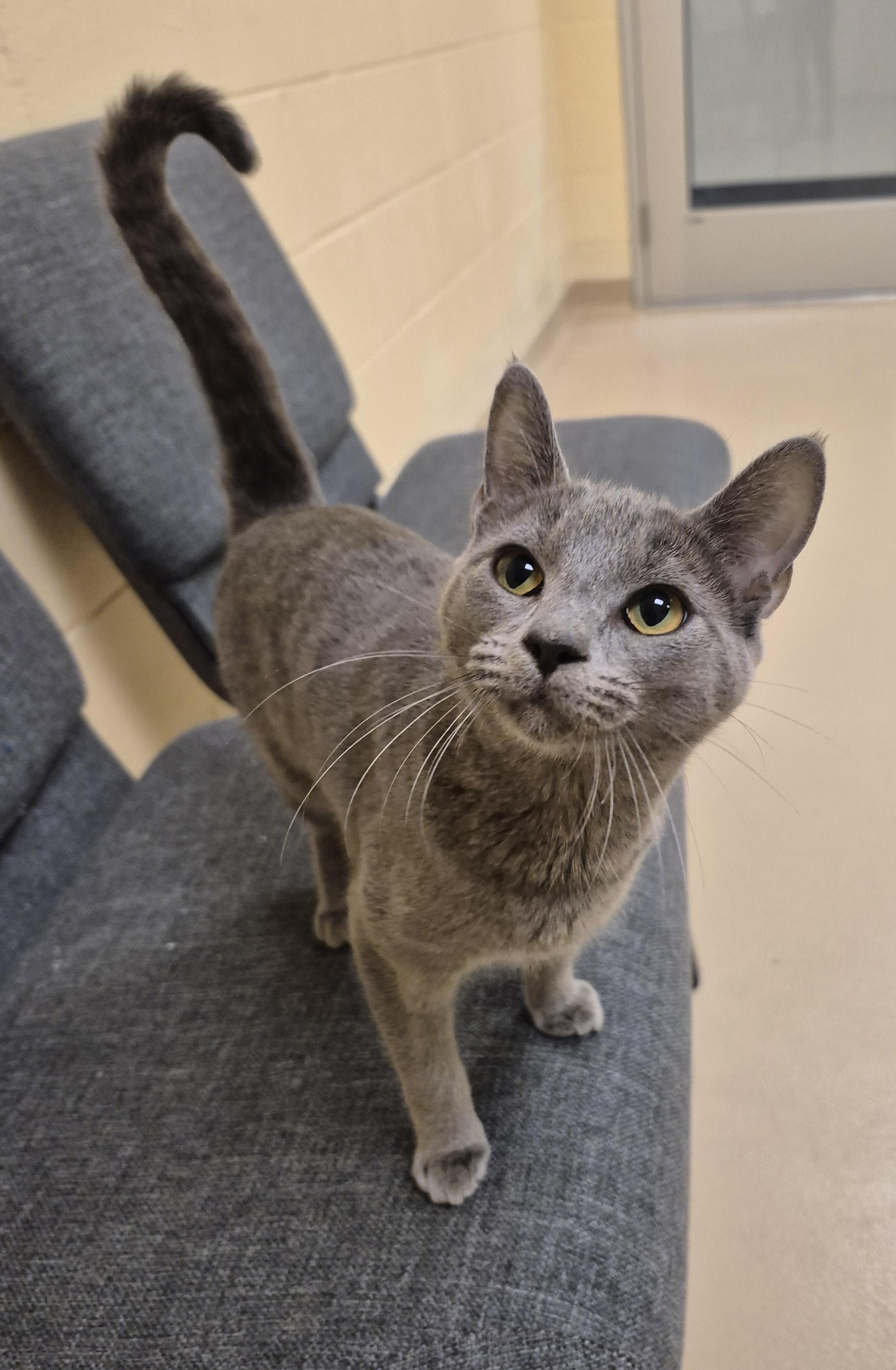 Enlarge Leylas, a ADOPTABLE Domestic Short Hair in Schertz, TX image 3/3