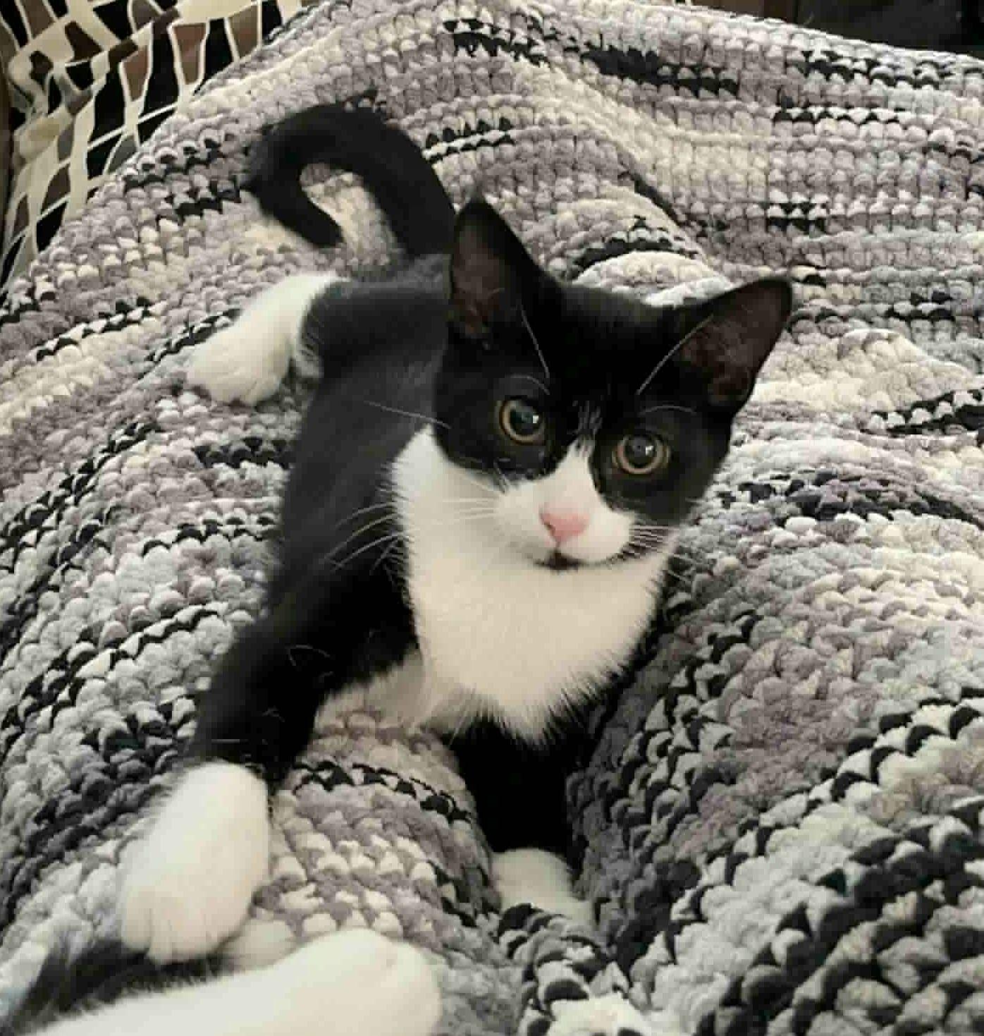 Enlarge Mable, a Adoptable Domestic Short Hair in Winnipeg, MB image 5/5