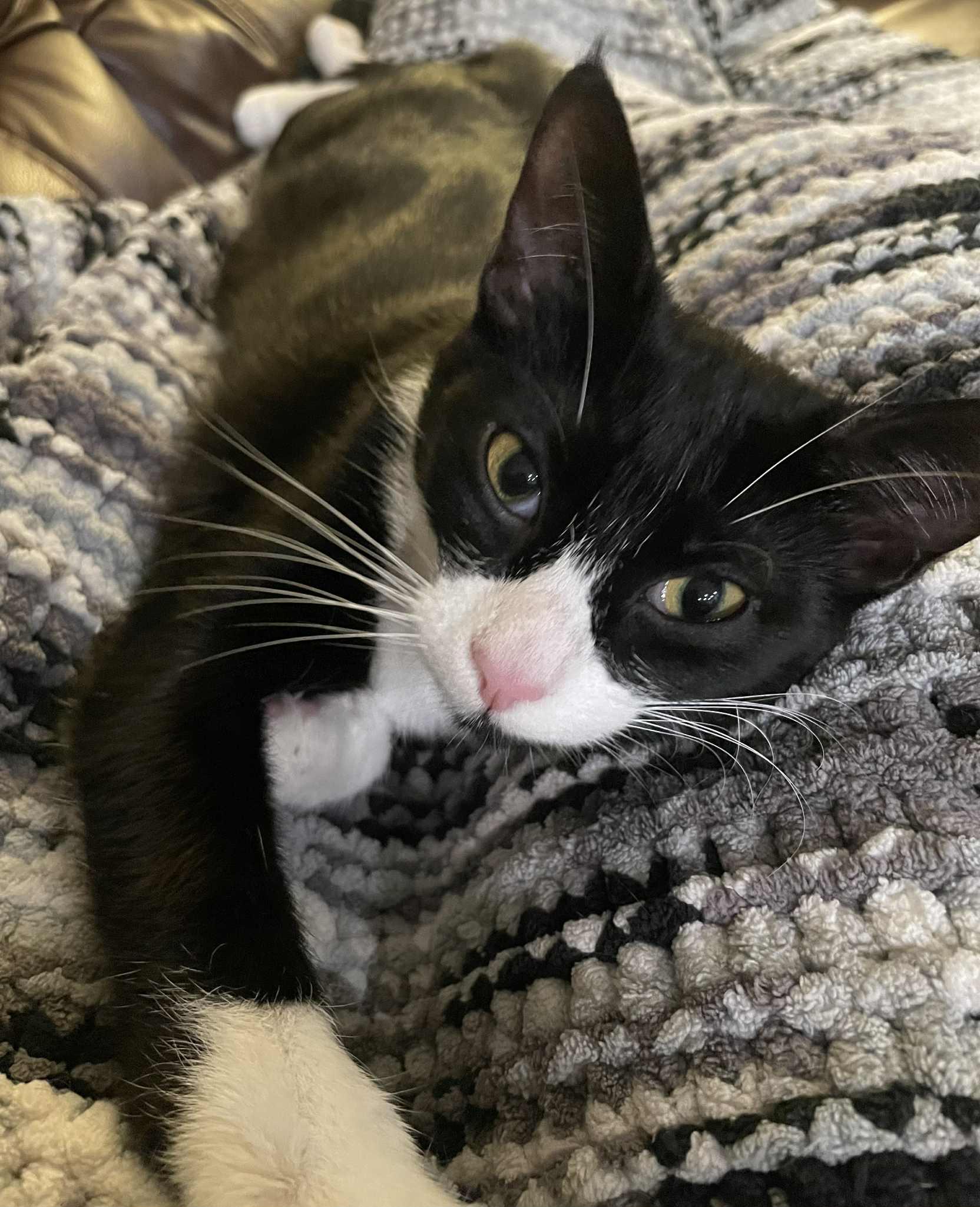 Enlarge Mable, a Adoptable Domestic Short Hair in Winnipeg, MB image 4/5