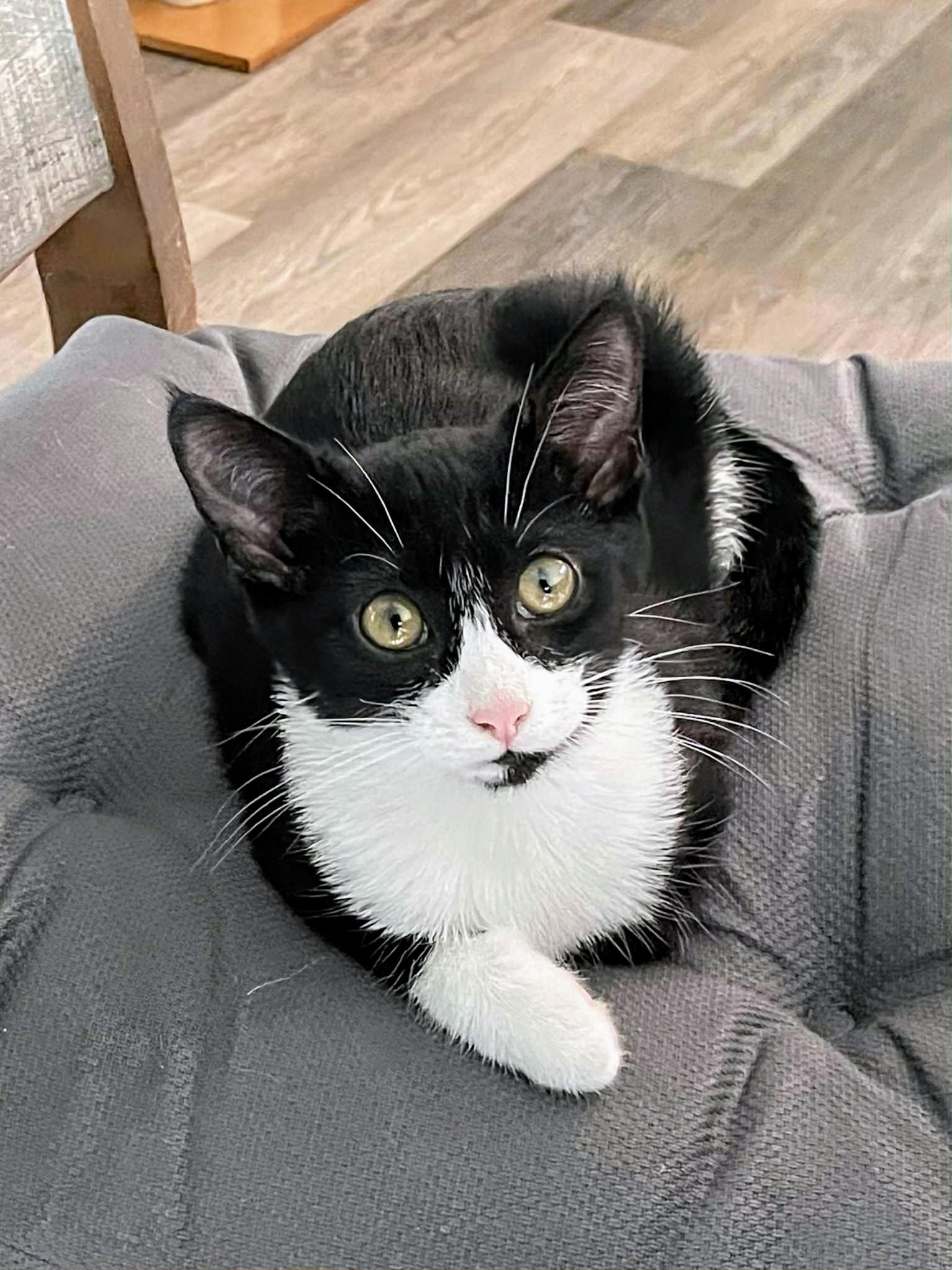 Enlarge Mable, a Adoptable Domestic Short Hair in Winnipeg, MB image 4/5