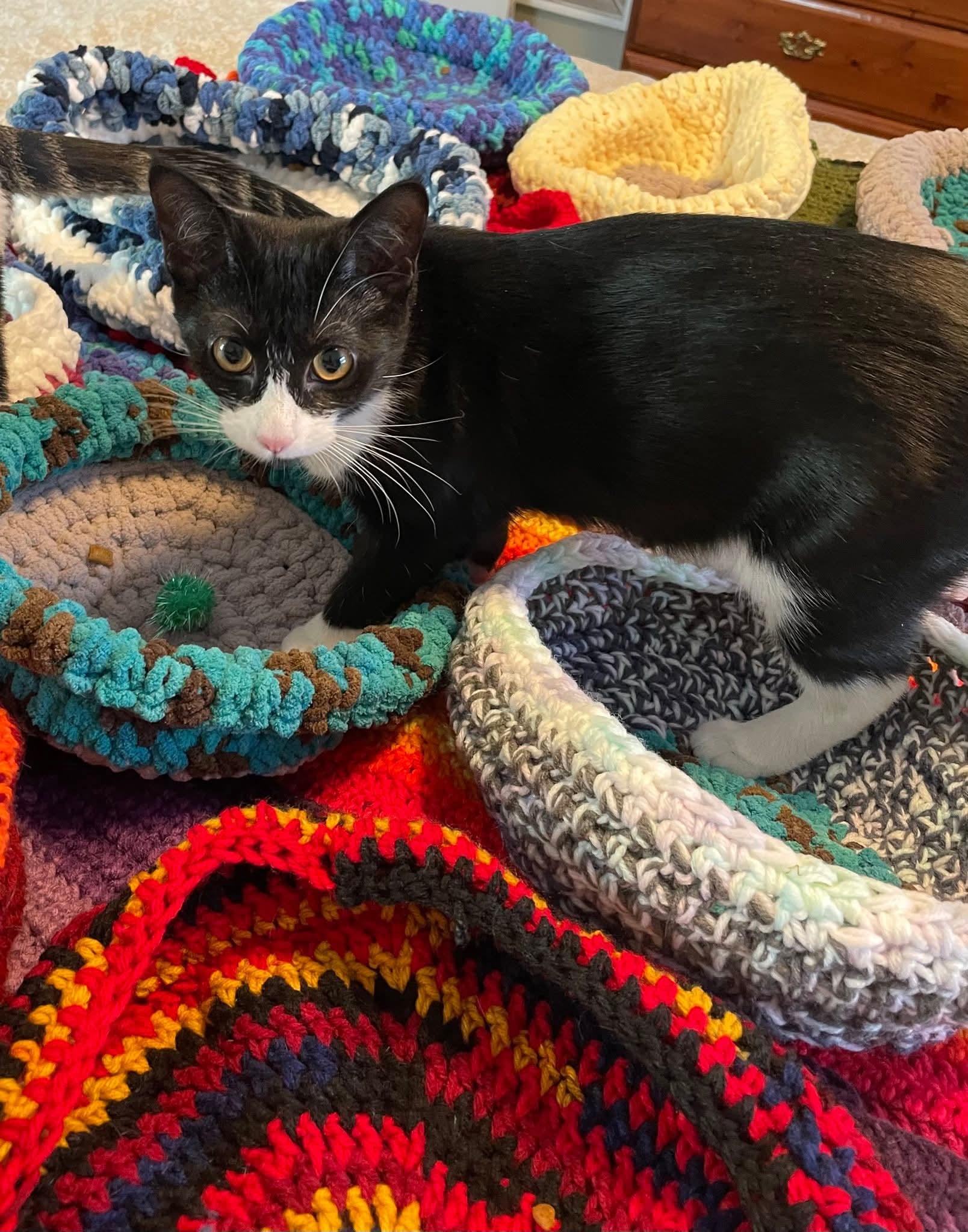 Enlarge Mable, a Adoptable Domestic Short Hair in Winnipeg, MB image 5/5