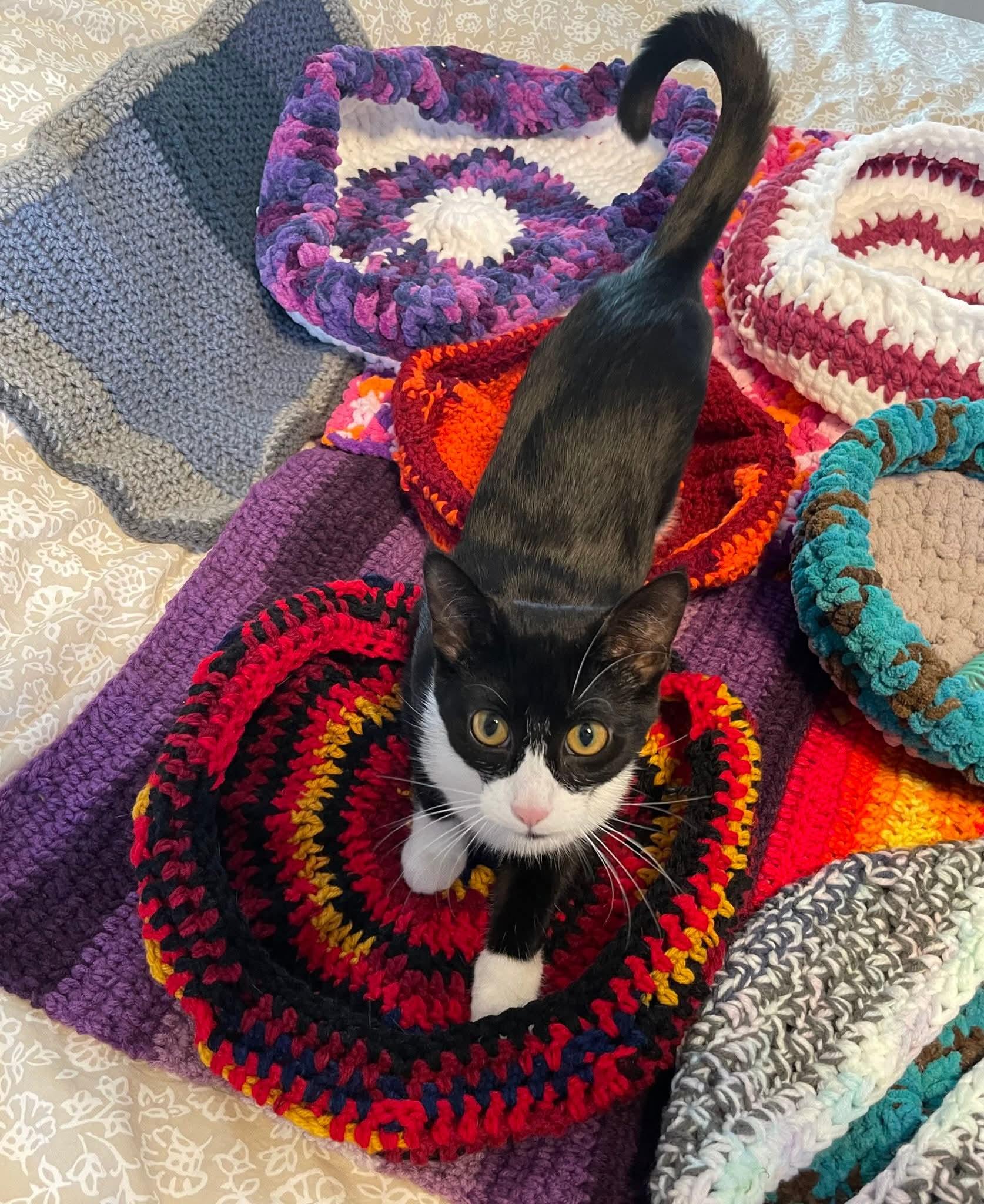 Enlarge Mable, a Adoptable Domestic Short Hair in Winnipeg, MB image 1/5