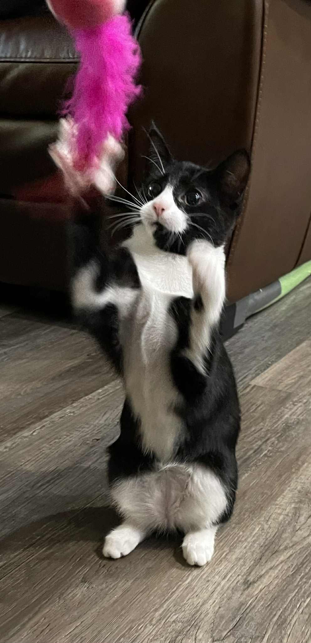 Enlarge Mable, a Adoptable Domestic Short Hair in Winnipeg, MB image 1/5