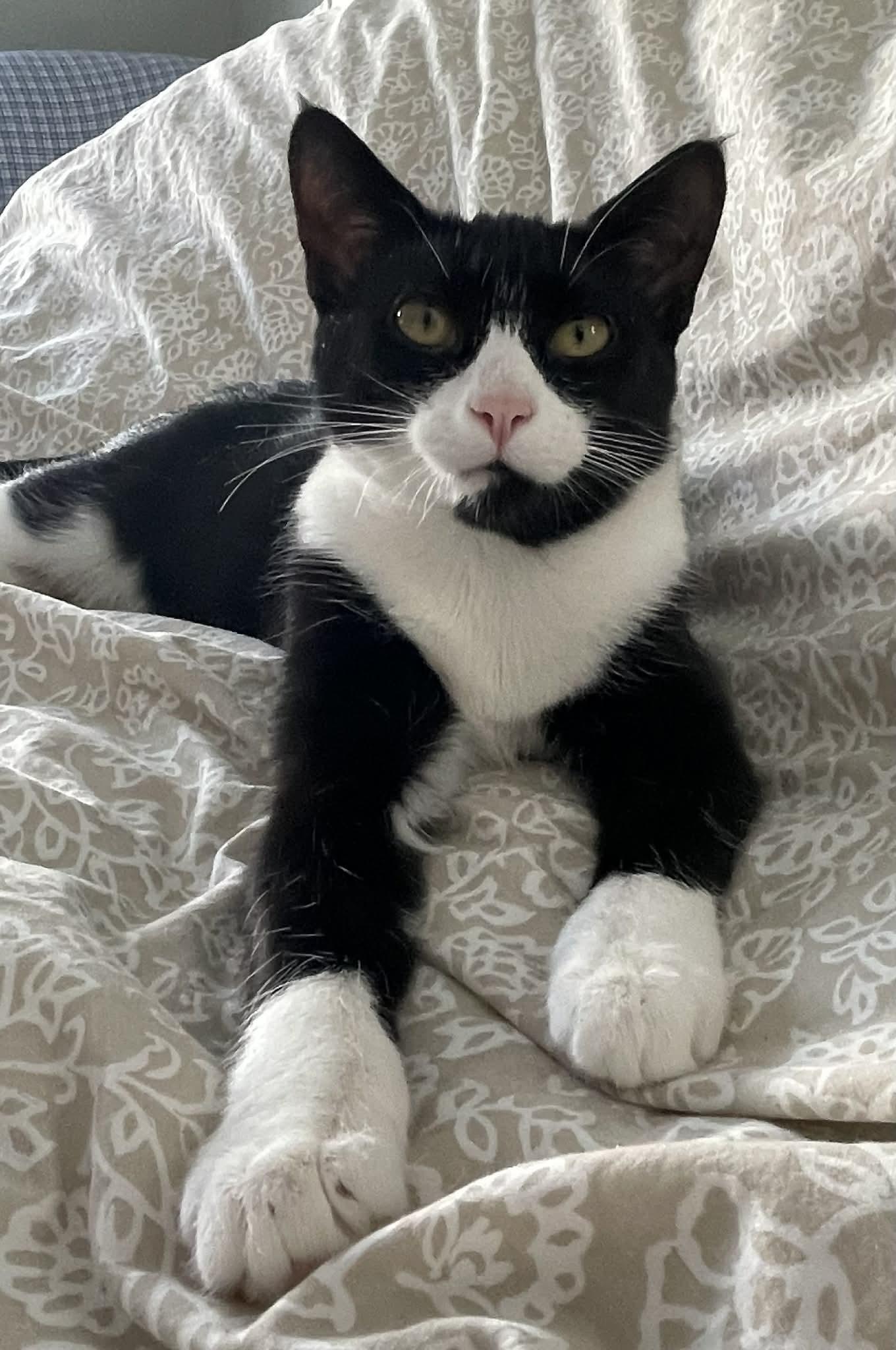 Enlarge Mable, an adopted Domestic Short Hair in Winnipeg, MB image 1/5