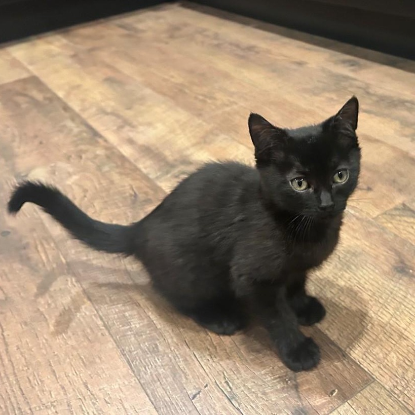 Enlarge Hugo Van Byssum , an adopted mixed breed in Denver, CO image 1/3