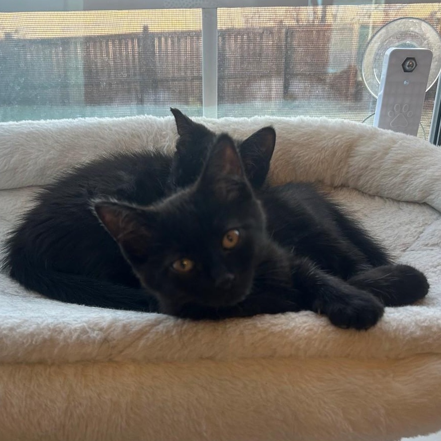 Enlarge Hugo Van Byssum , an adopted mixed breed in Denver, CO image 2/3