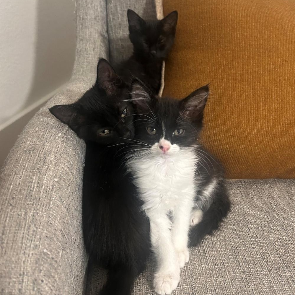 Enlarge Hugo Van Byssum , an adopted mixed breed in Denver, CO image 3/3