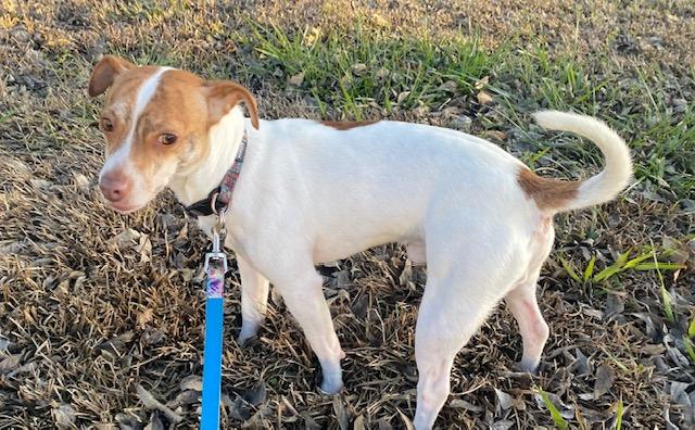 Finley, adopted, Adult Male Jack Russell Terrier.
