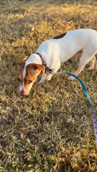 Enlarge Finley, an adopted Jack Russell Terrier in Memphis, TN video 4/4