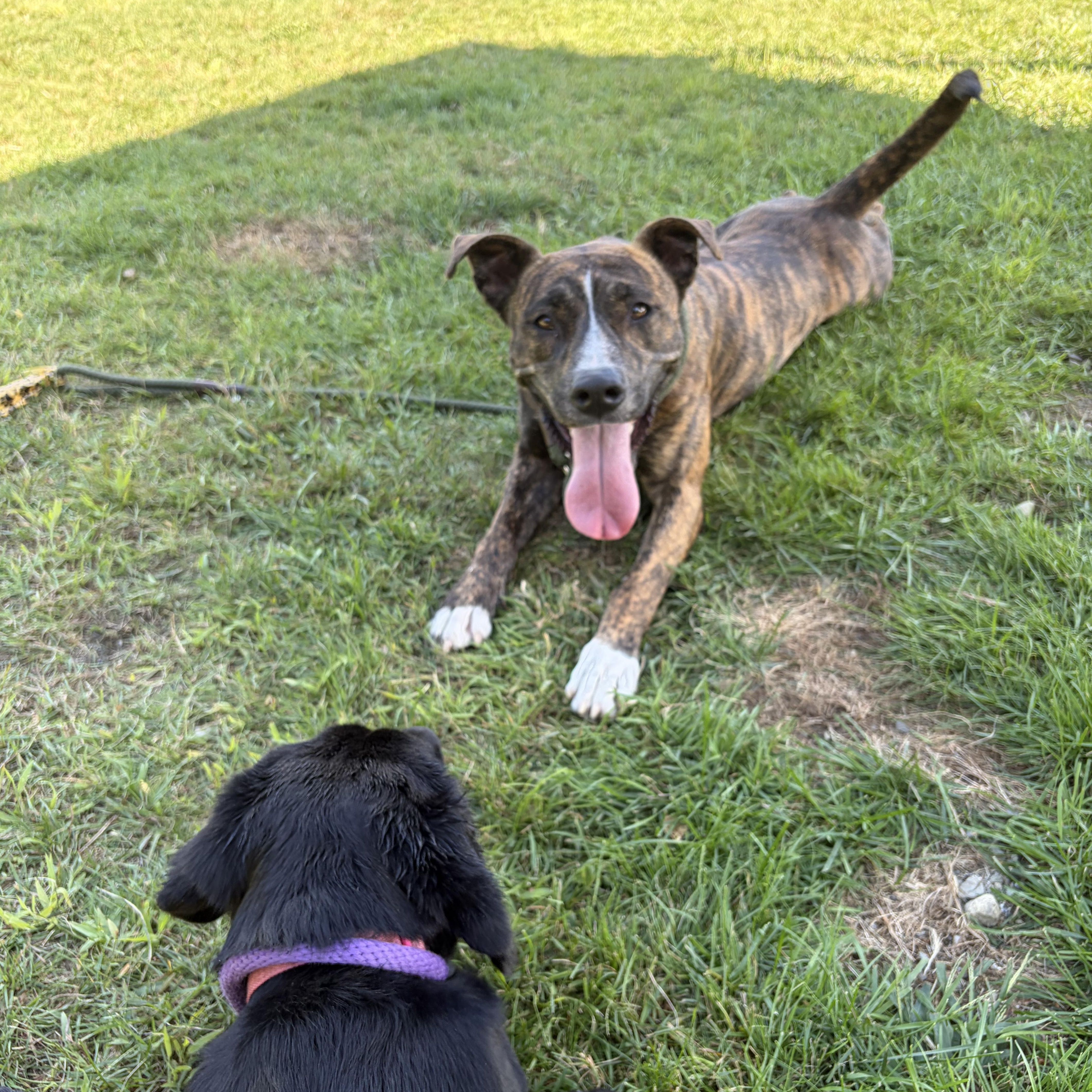 Enlarge Jacey, a ADOPTABLE mixed breed in Orleans, VT image 5/6