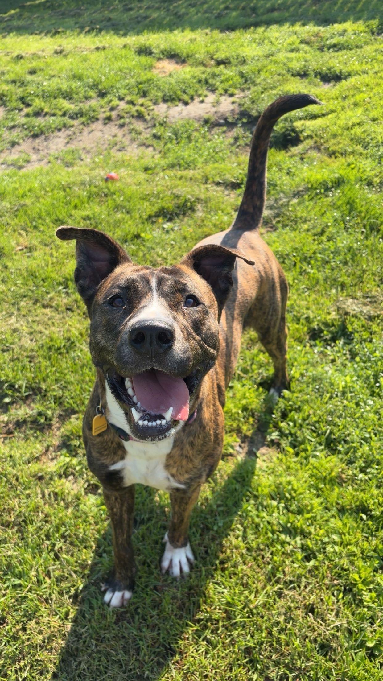 Enlarge Jacey, a ADOPTABLE mixed breed in Orleans, VT image 3/3
