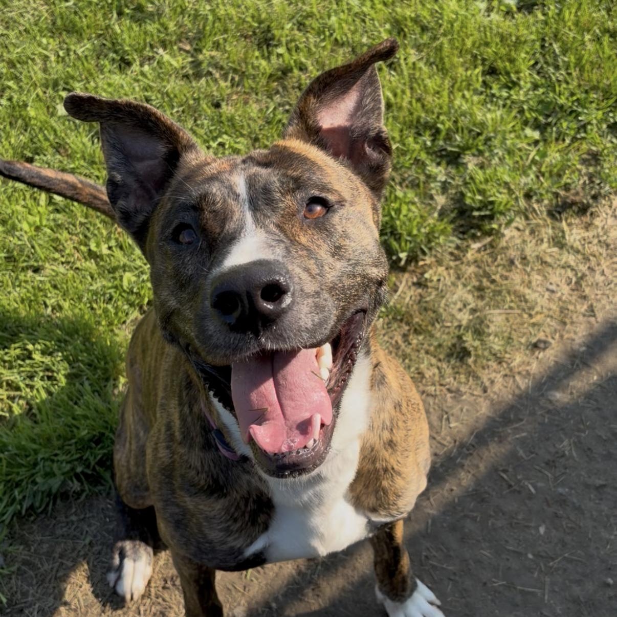 Jacey, ADOPTABLE, Adult Female Boxer & Mixed Breed.