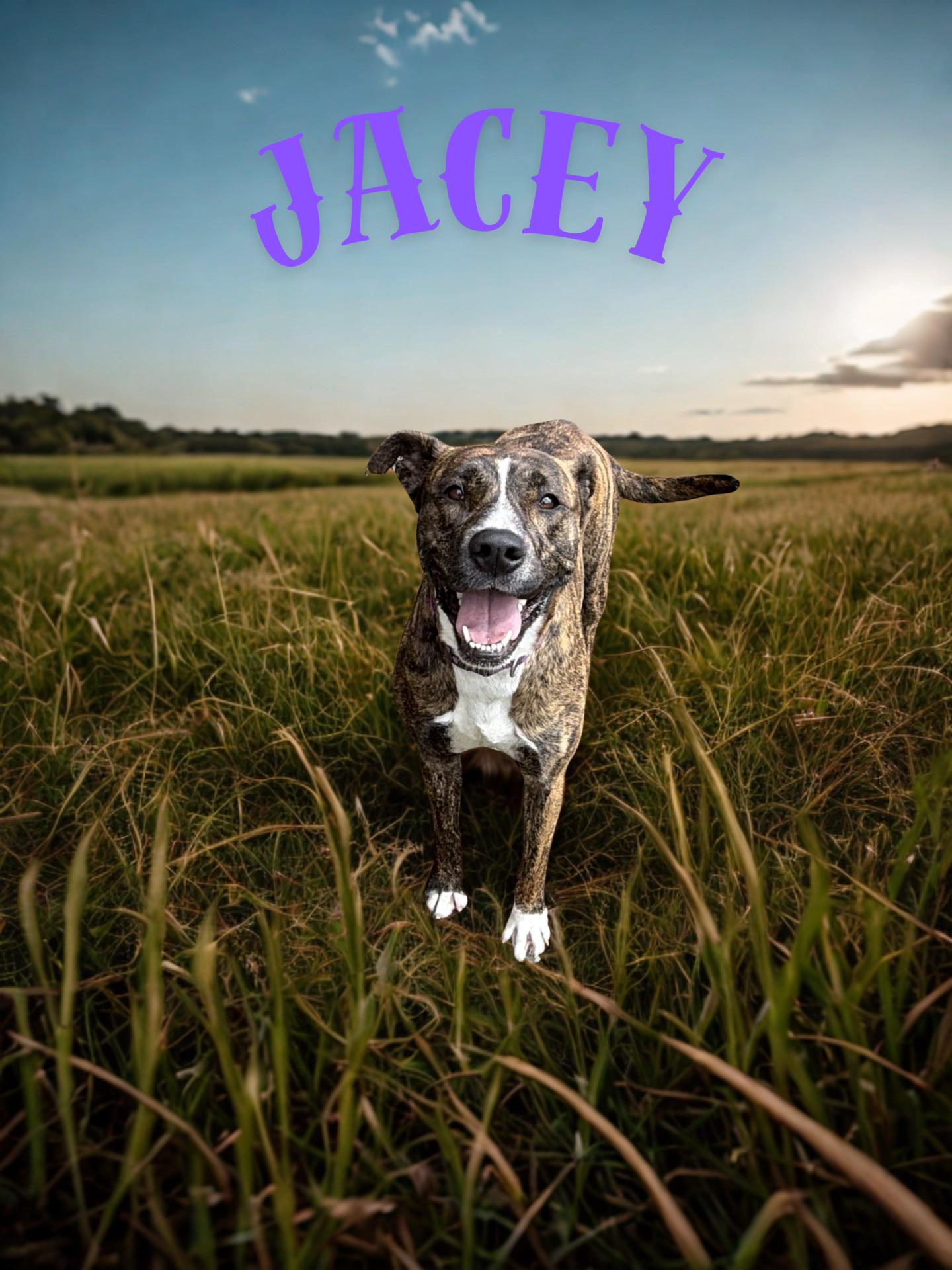 Jacey, ADOPTABLE, Adult Female Boxer & Mixed Breed.