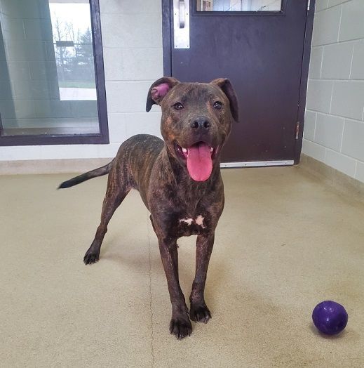 Dog for adoption Simba, a Mastiff in Bucyrus, OH Petfinder