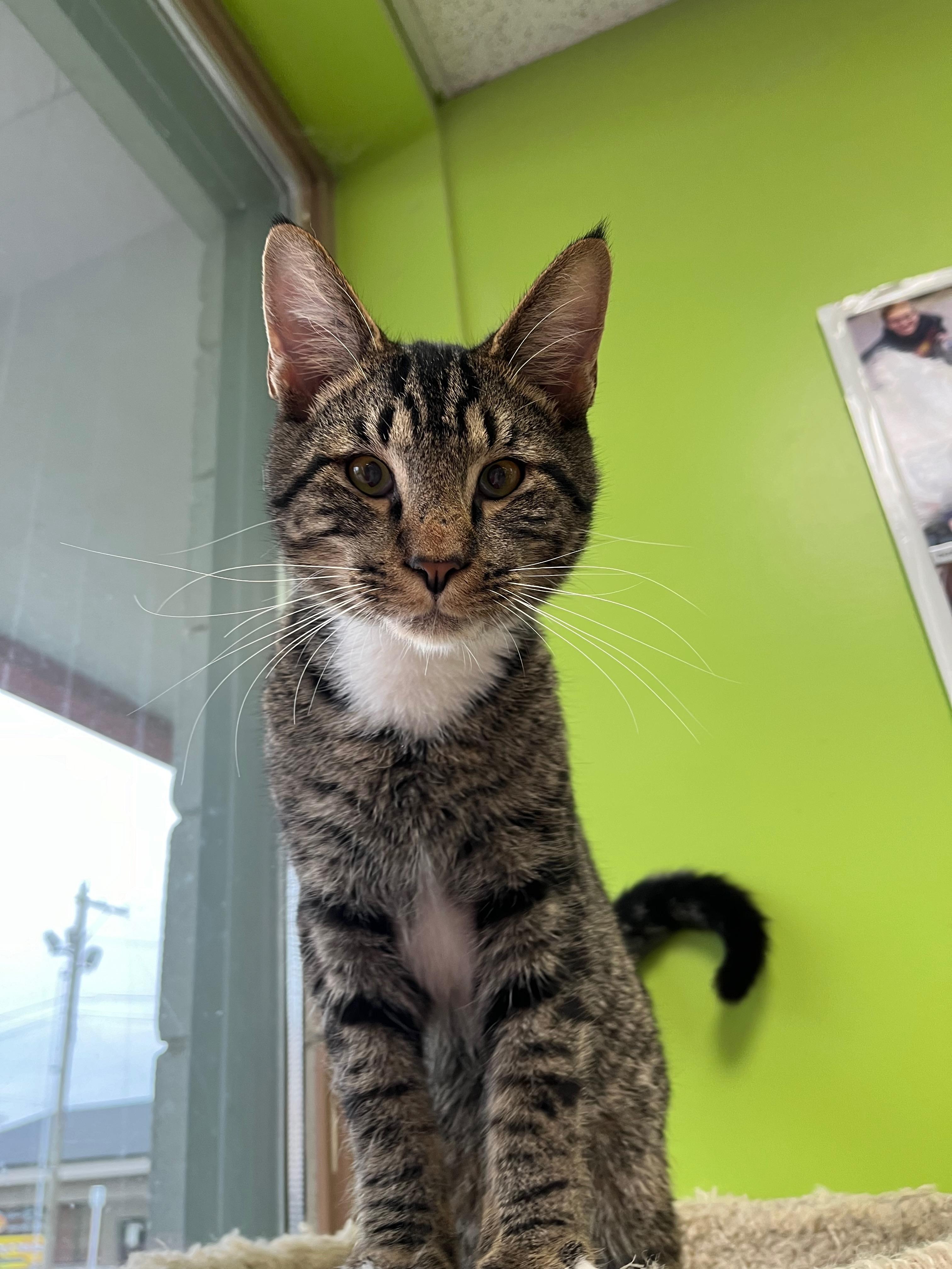 Enlarge Moonbeam, an adopted Domestic Short Hair in Richmond, KY image 5/5