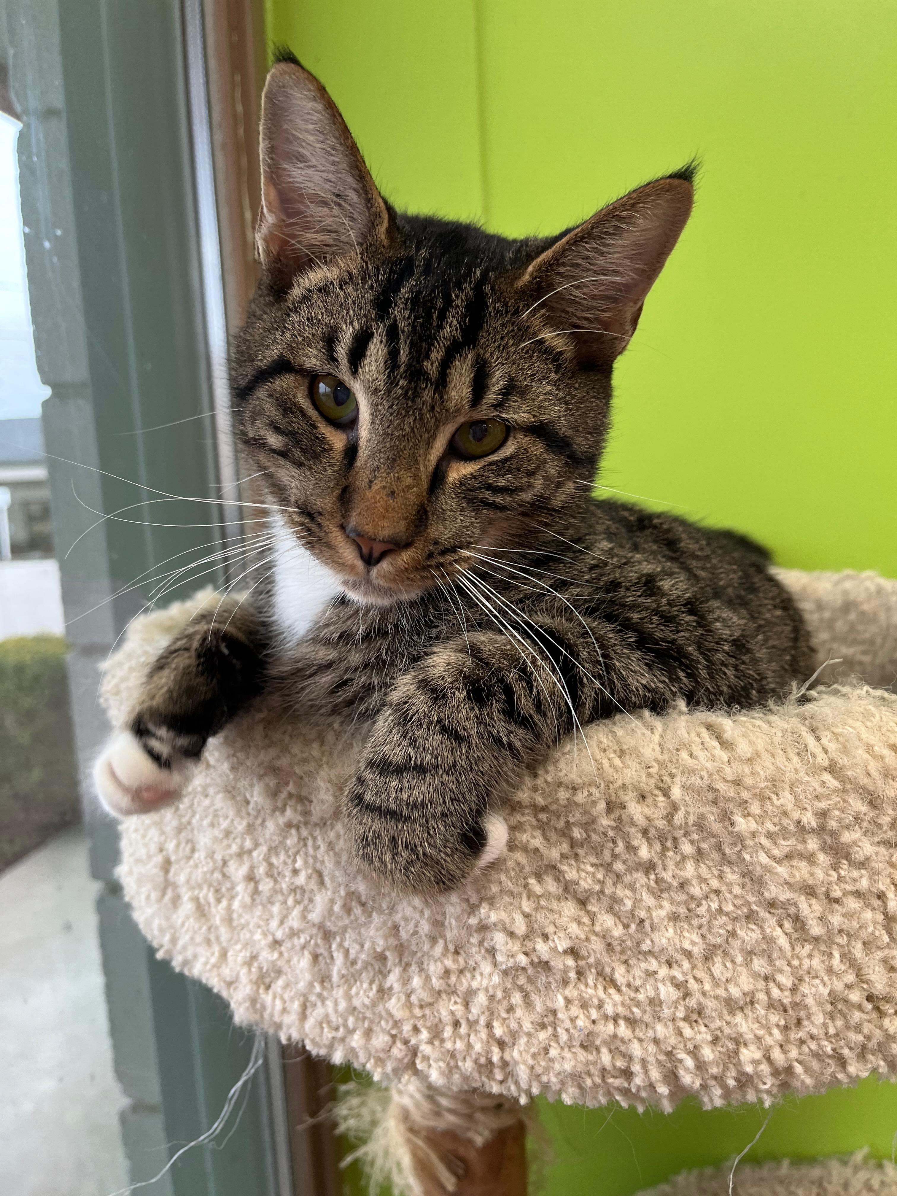 Enlarge Moonbeam, an adopted Domestic Short Hair in Richmond, KY image 1/5