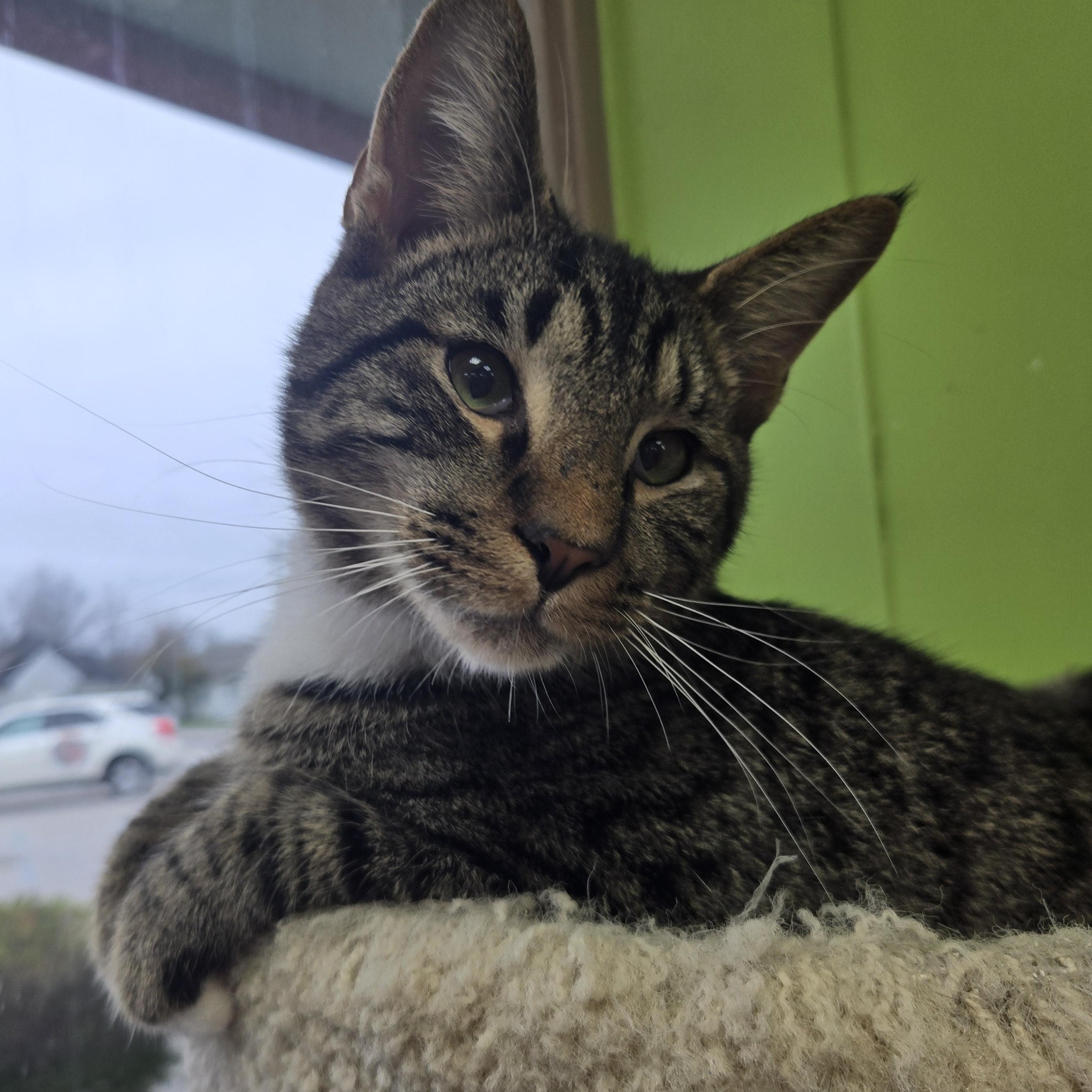 Enlarge Moonbeam, an adopted Domestic Short Hair in Richmond, KY image 2/5