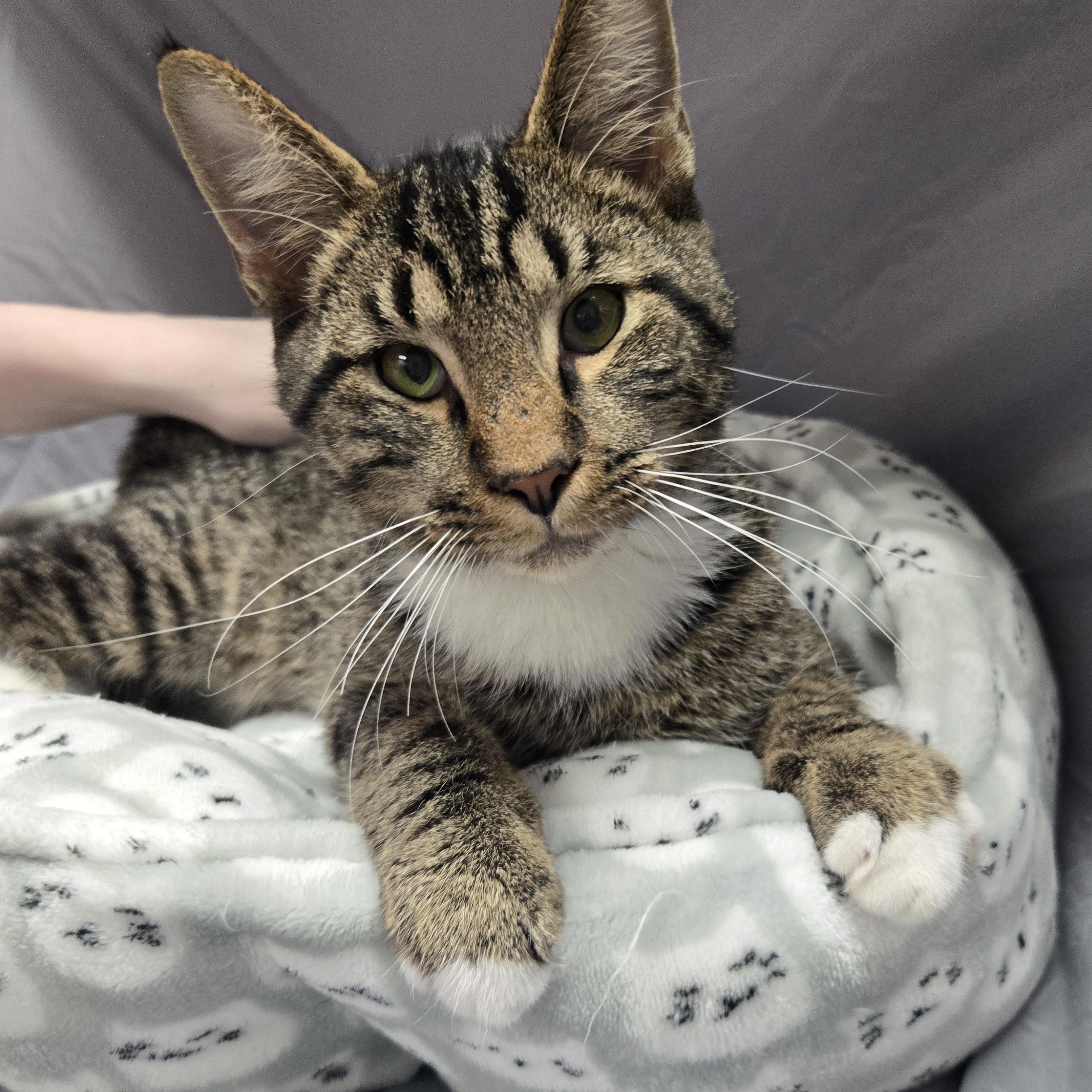 Enlarge Moonbeam, an adopted Domestic Short Hair in Richmond, KY image 4/5