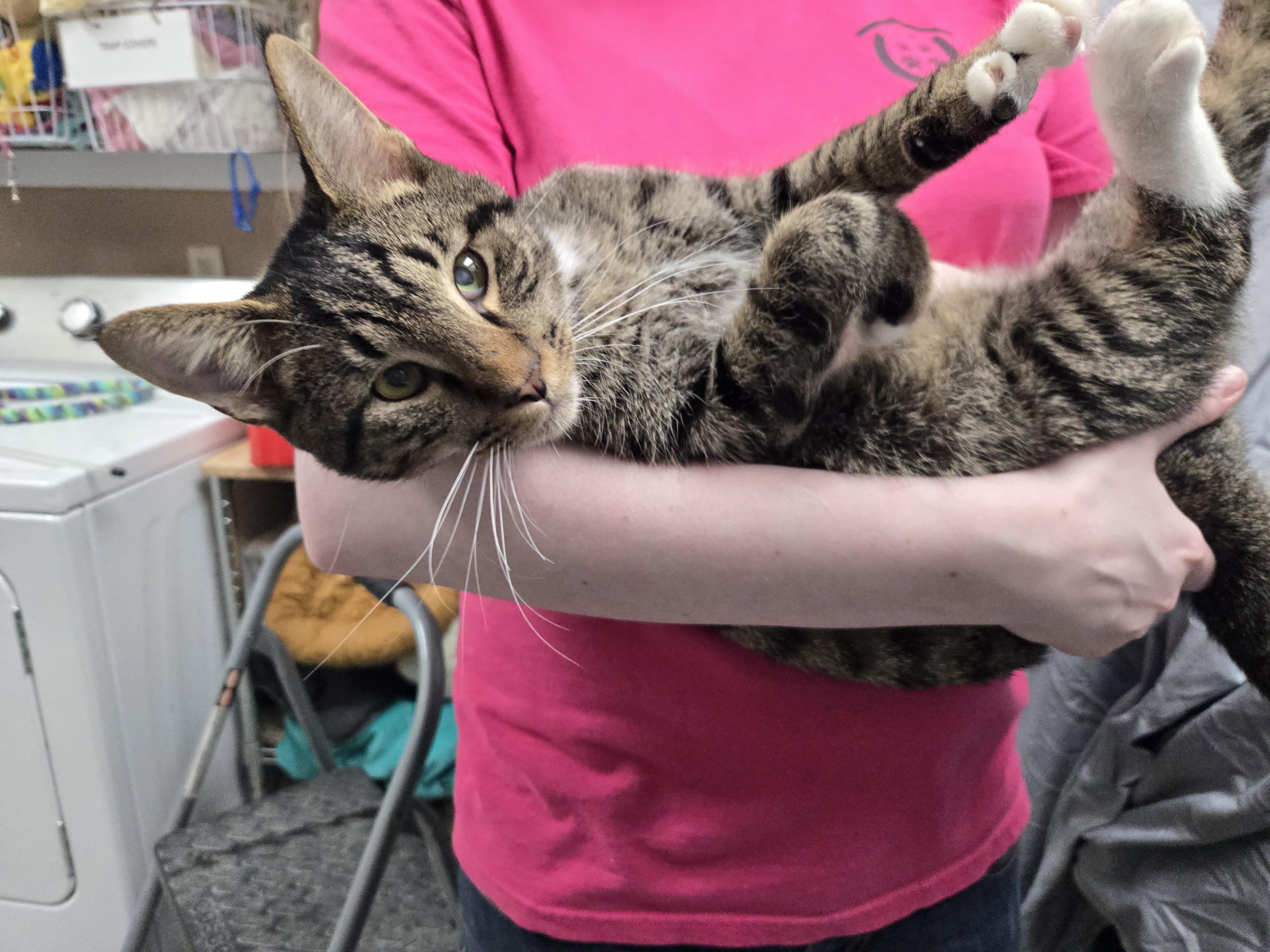 Enlarge Moonbeam, an adopted Domestic Short Hair in Richmond, KY image 3/5