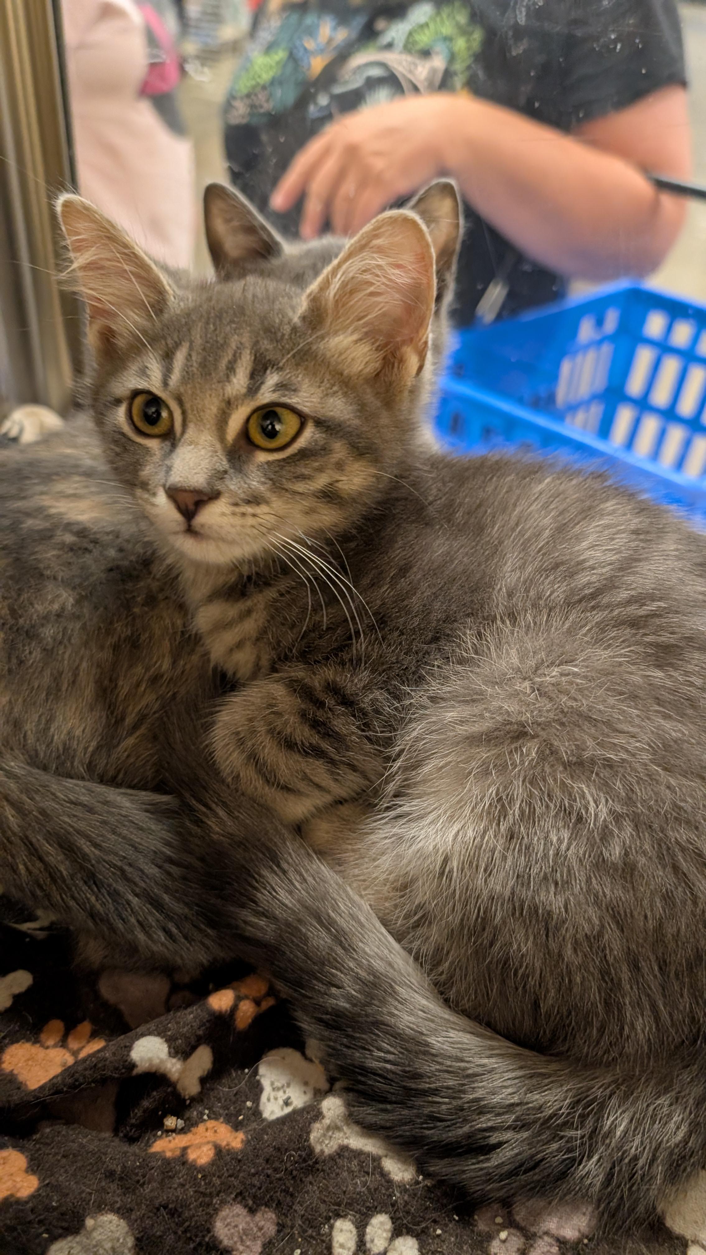 Marlie, adopted, Young Male Domestic Short Hair.