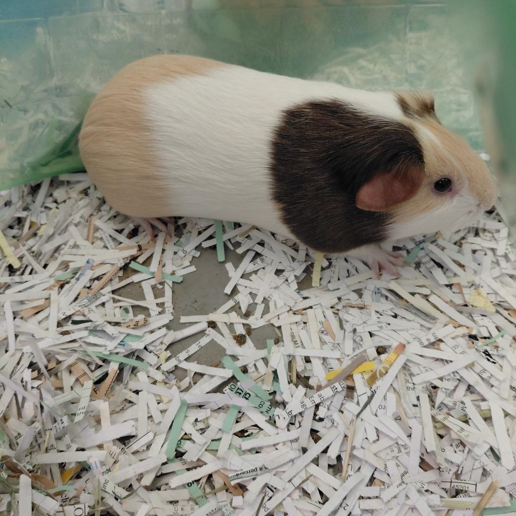 Bean, Adoptable, Young Female Guinea Pig.