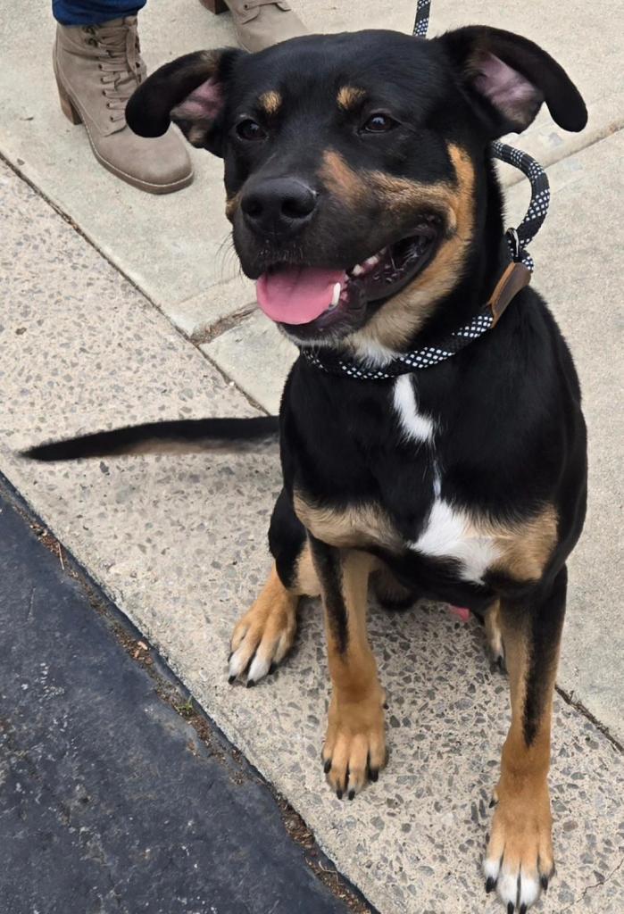 Rudy, a Adoptable mixed breed in San Antonio, TX image 1/3