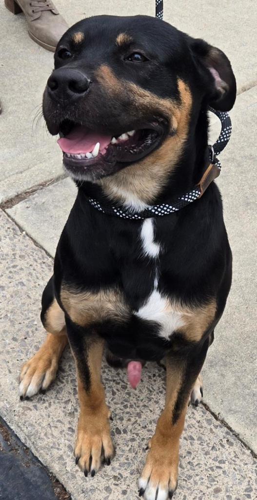 Rudy, a Adoptable mixed breed in San Antonio, TX image 2/3