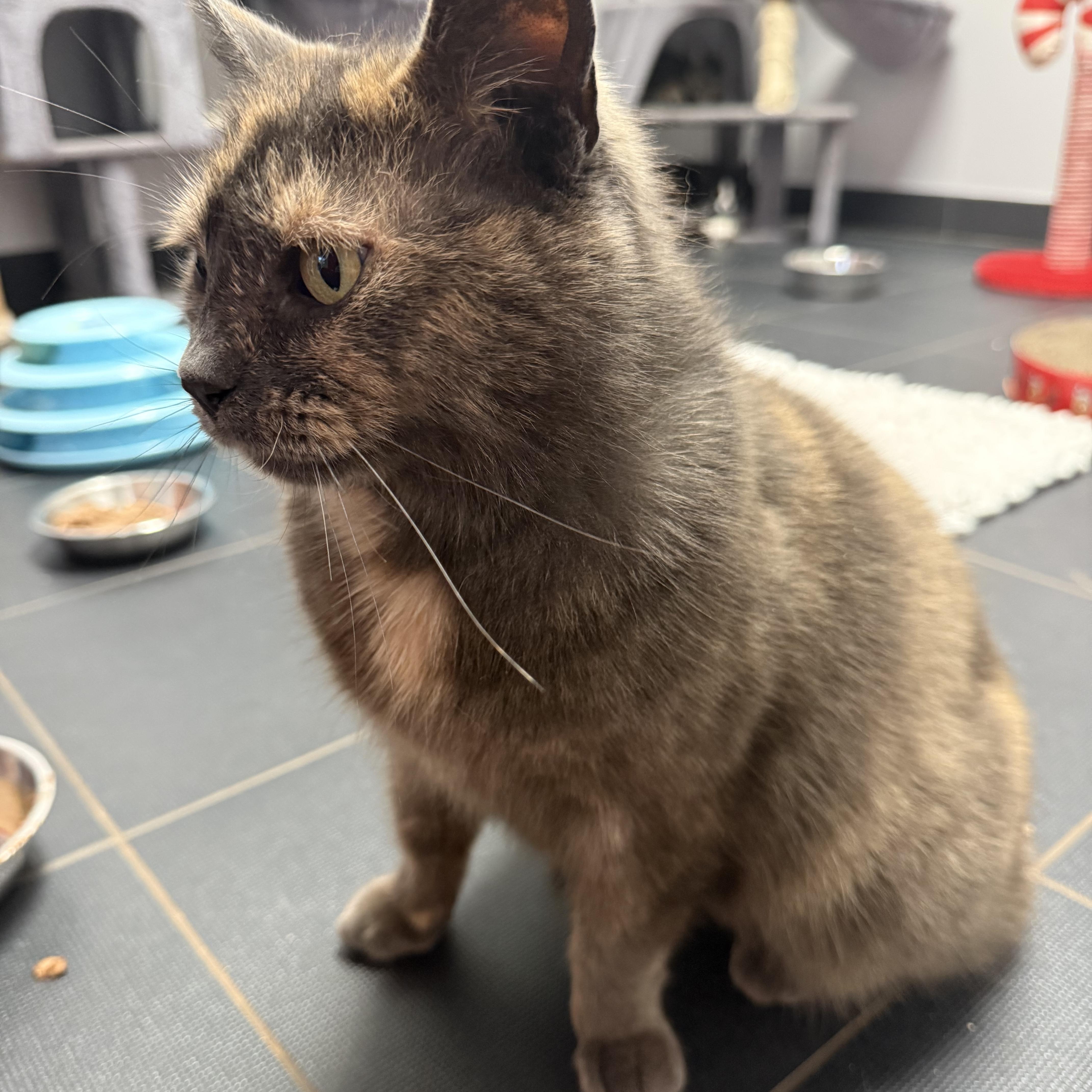 Enlarge Chilli, an adopted Domestic Short Hair in North Haven, CT image 2/3