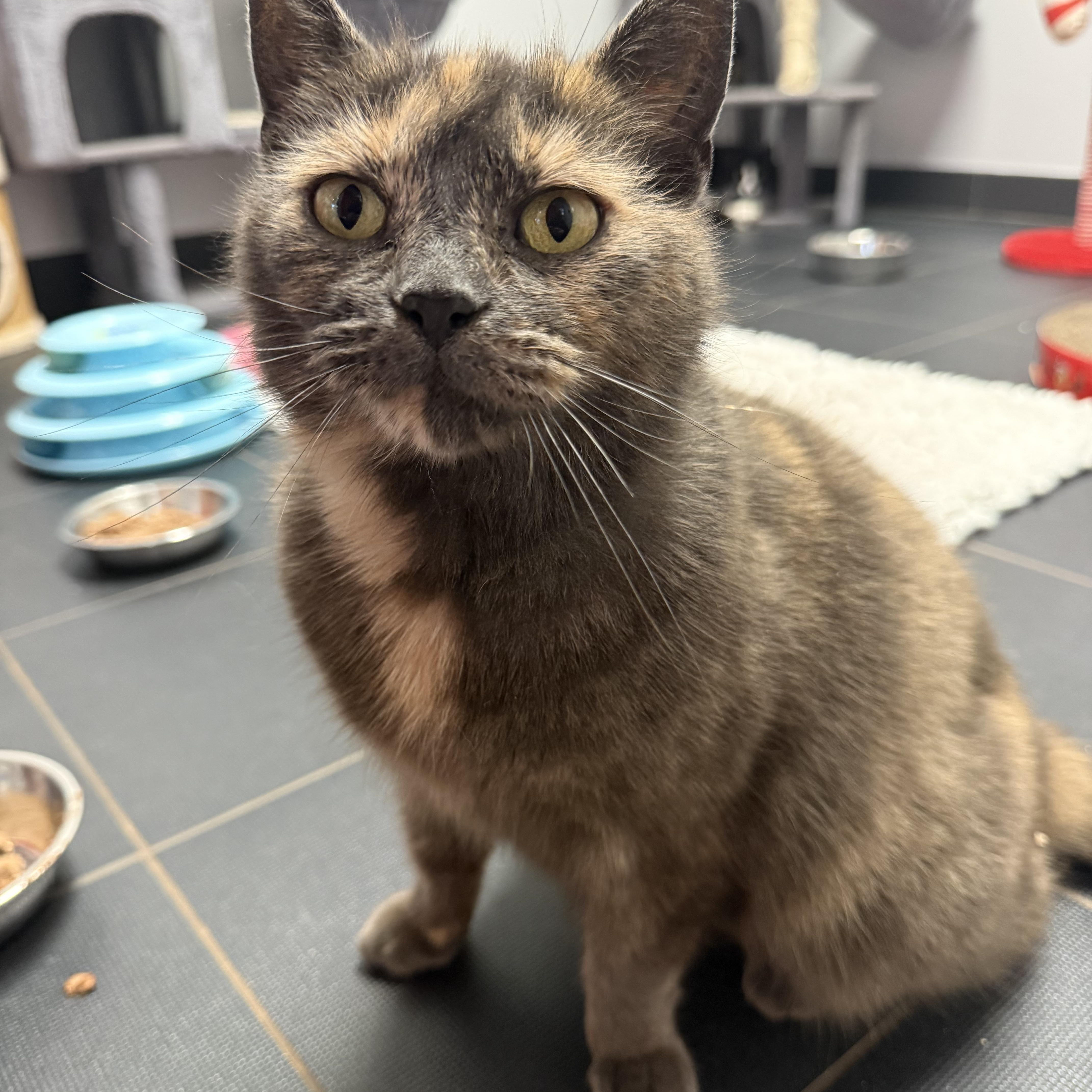 Chilli, adopted, Young Female Domestic Short Hair.