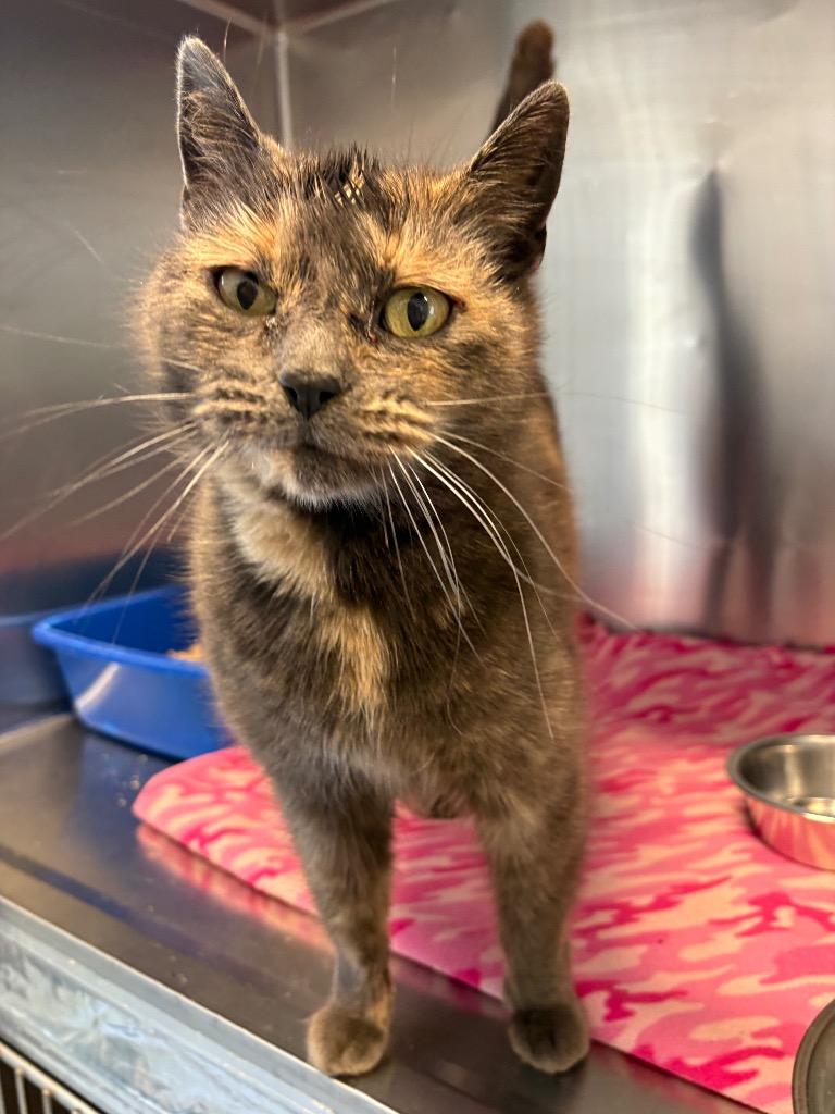 Enlarge Chilli, an adopted Domestic Short Hair in North Haven, CT image 3/3