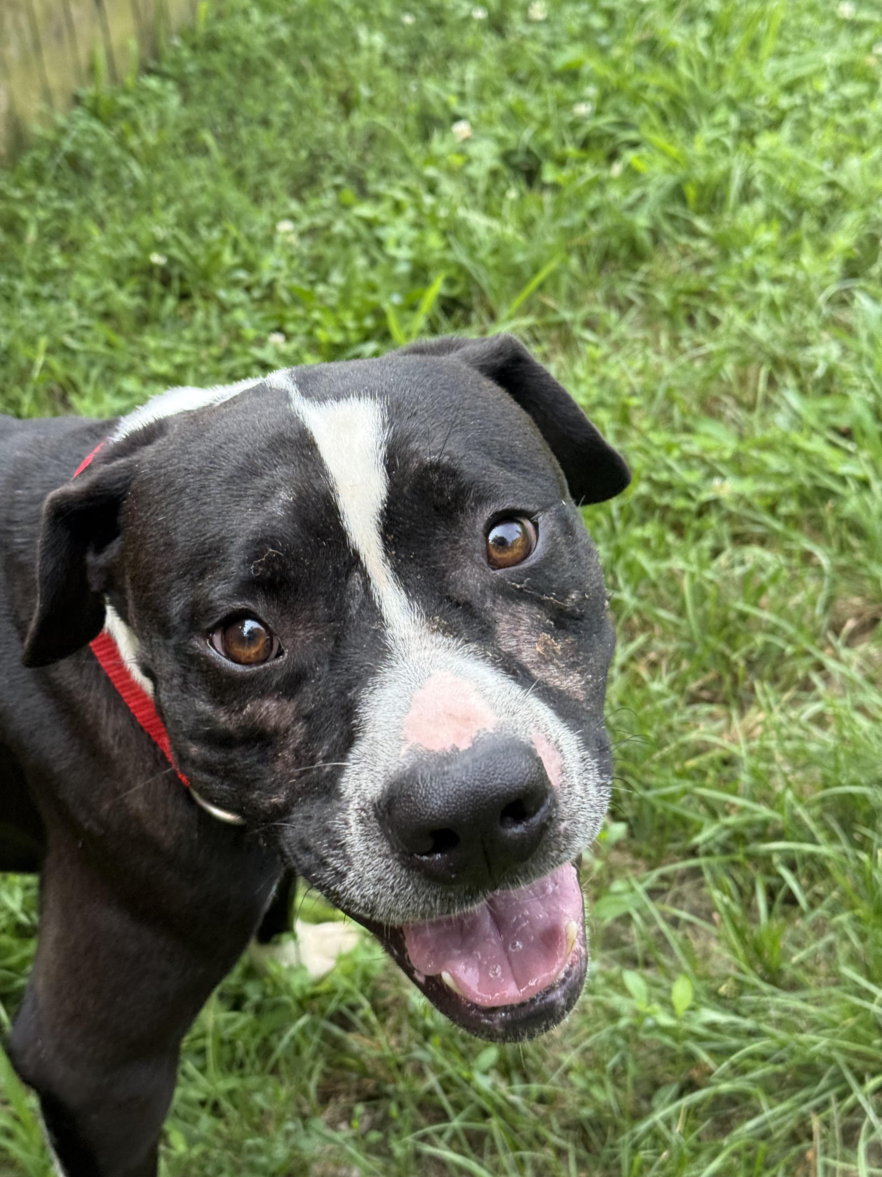 Enlarge Renzo, a Adoptable mixed breed in Stahlstown, PA image 1/2